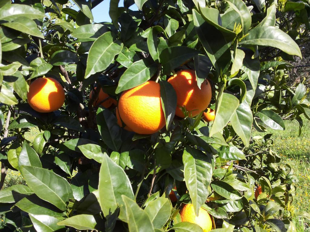 Agriturismo - B&B "La Funicolare" Francavilla Marittima Kültér fotó