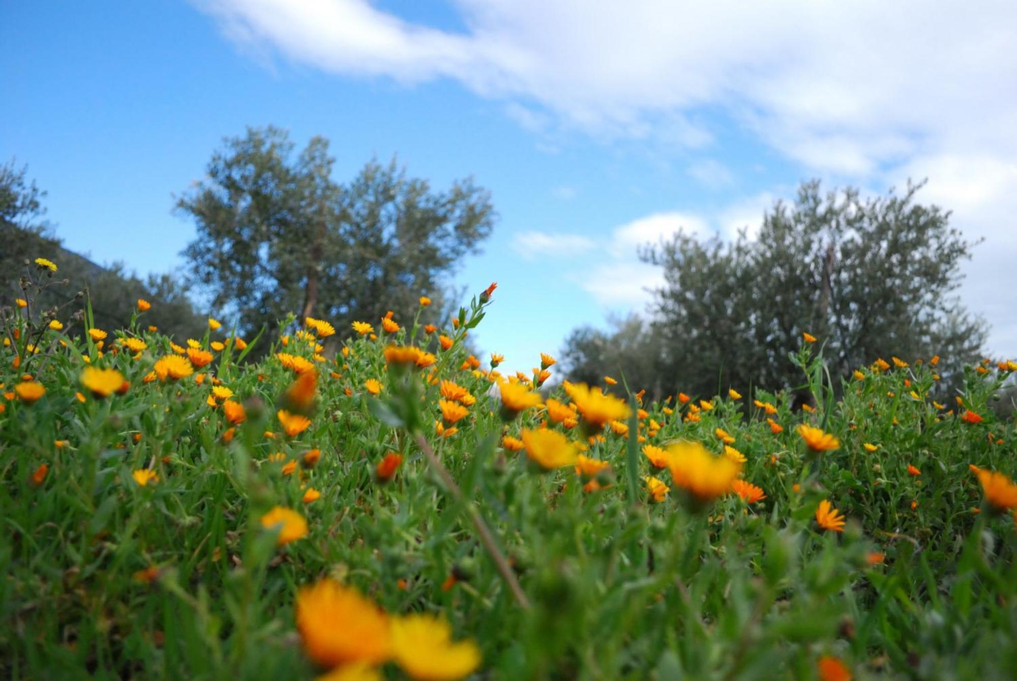 Agriturismo - B&B "La Funicolare" Francavilla Marittima Kültér fotó