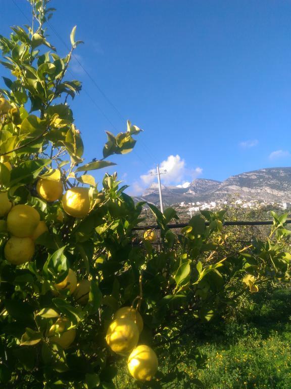 Agriturismo - B&B "La Funicolare" Francavilla Marittima Kültér fotó